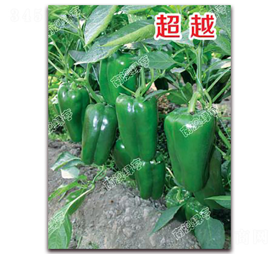 ��Խ-�𽷷N��-�ϰľG��