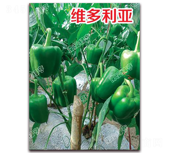 �S������-�𽷷N��-�ϰľG��