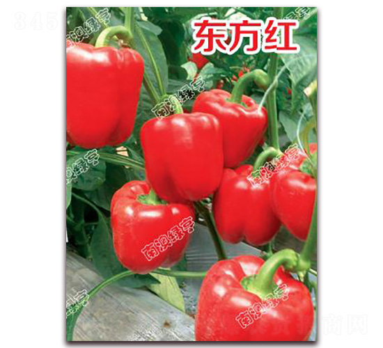 �|���t-�𽷷N��-�ϰľG��