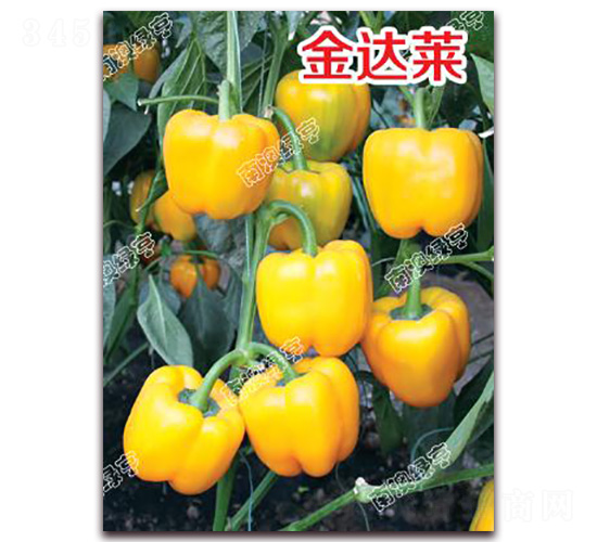 ���_�R-�𽷷N��-�ϰľG��