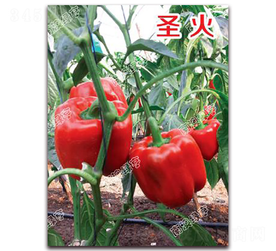 ʥ��-�𽷷N��-�ϰľG��