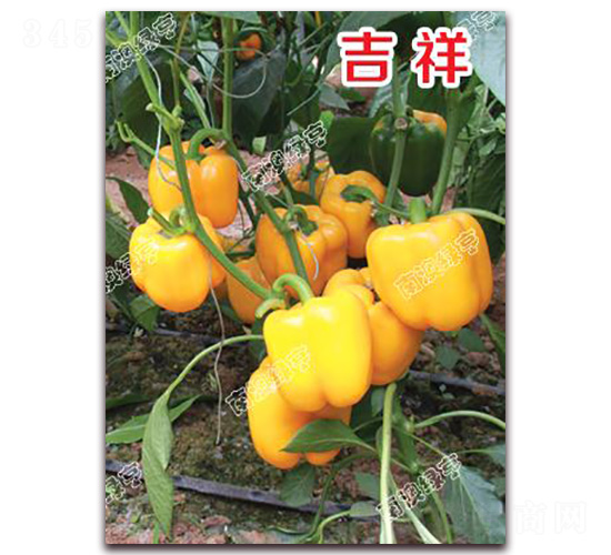 ����-�𽷷N��-�ϰľG��