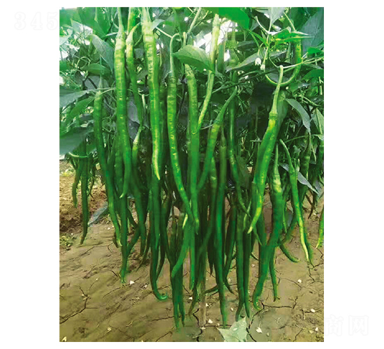 ���L����l-�����N��-Ӣ���m��