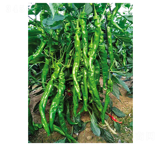 ���塤�o��-�����N��-Ӣ���m��