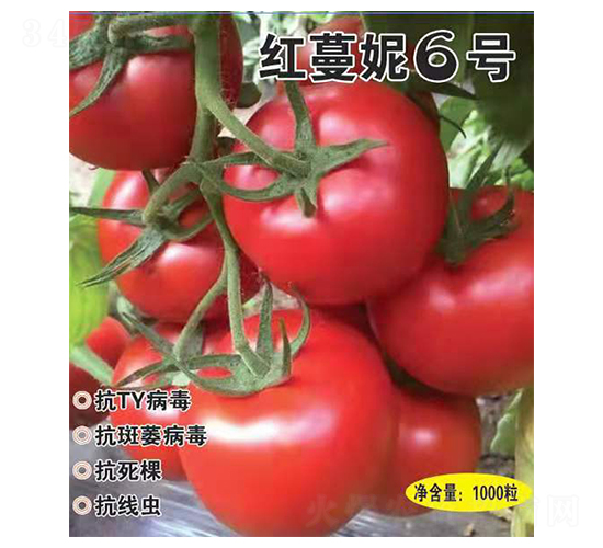 �t����6̖-���t���N��-Ӣ���m��