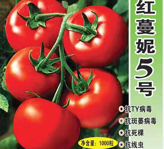 �t����5̖-���t���N��-Ӣ���m��