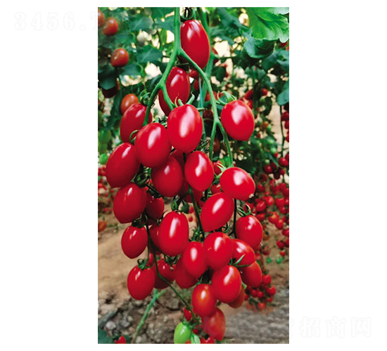 ����ǧ��-ʥŮ���N��-Ӣ���m��