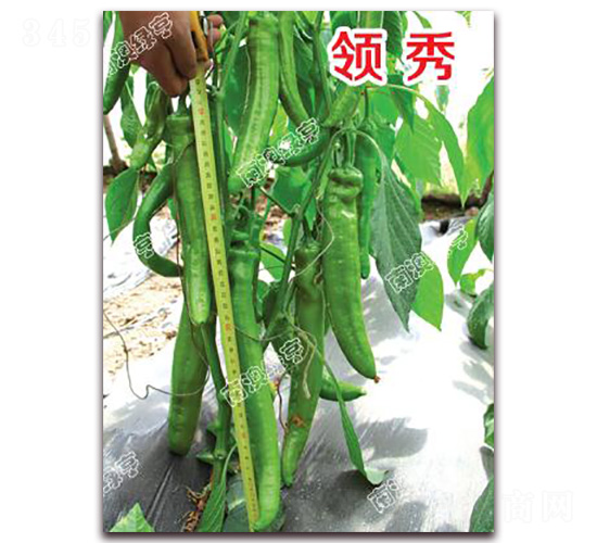 �I(l��ng)��-�⽷�N��-�ϰľG��