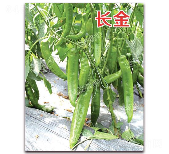 �L(zh��ng)��-�⽷�N��-�ϰľG��