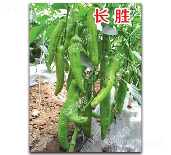 �L��-�⽷�N��-�ϰľG��