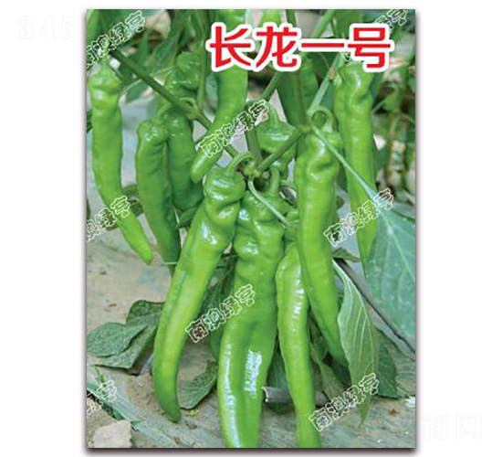 �L��һ̖(h��o)-�⽷�N��-�ϰľG��