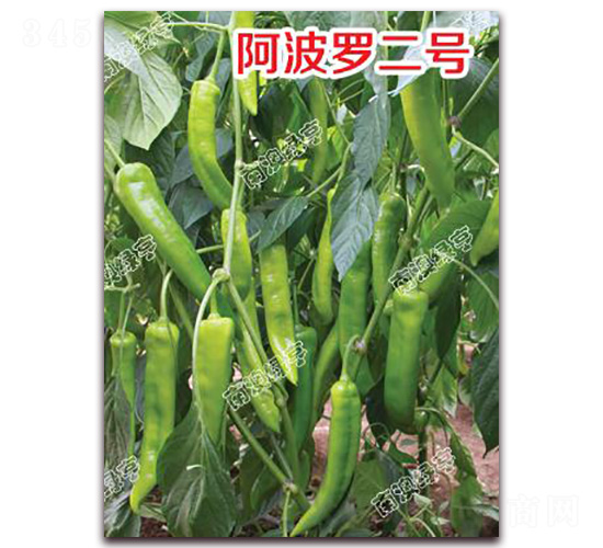 �����_��̖-�⽷�N��-�ϰľG��