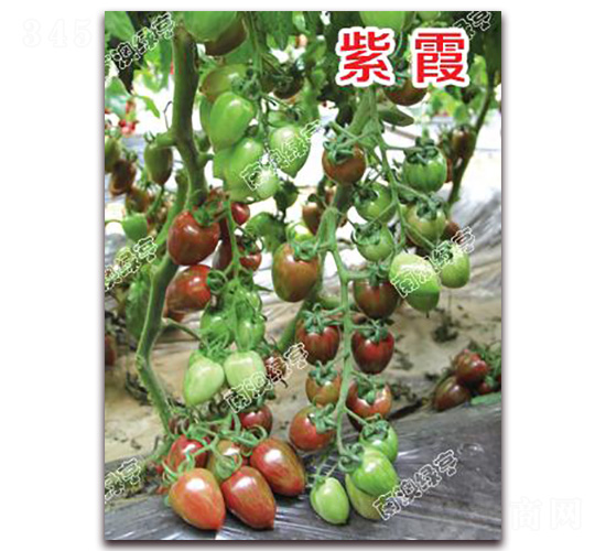 ��ϼ-��ɫ���ѷN��-�ϰľG��