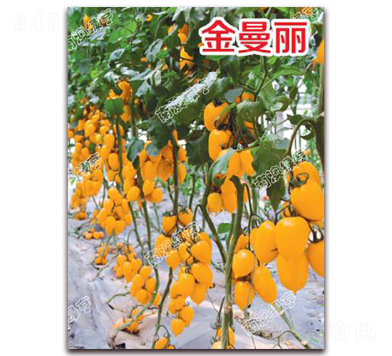 ������-��ɫ���ѷN��-�ϰľG��