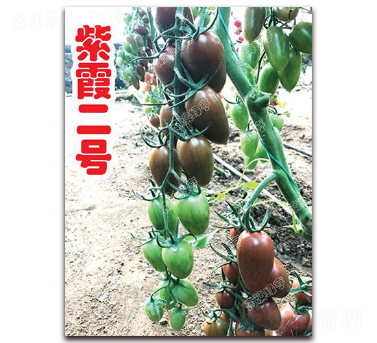 ��ϼ��̖-��ɫ���ѷN��-�ϰľG��