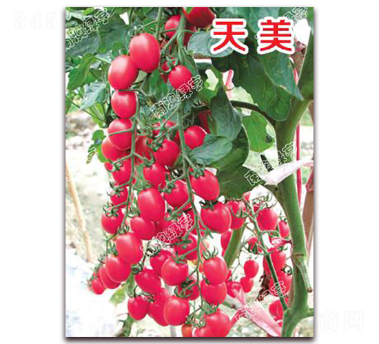 ����-���ҷ��ѷN��-�ϰľG��