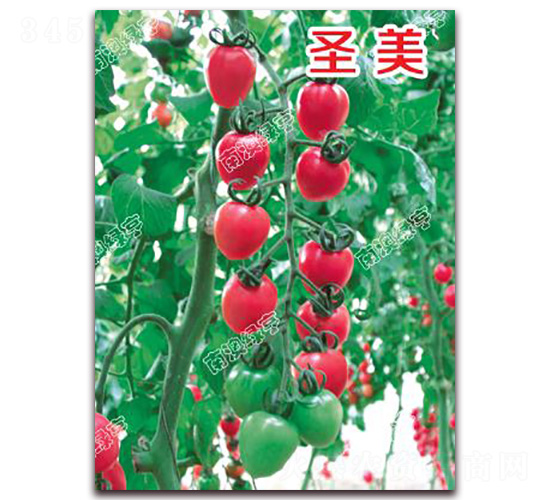 ʥ��-���ҷ��ѷN��-�ϰľG��