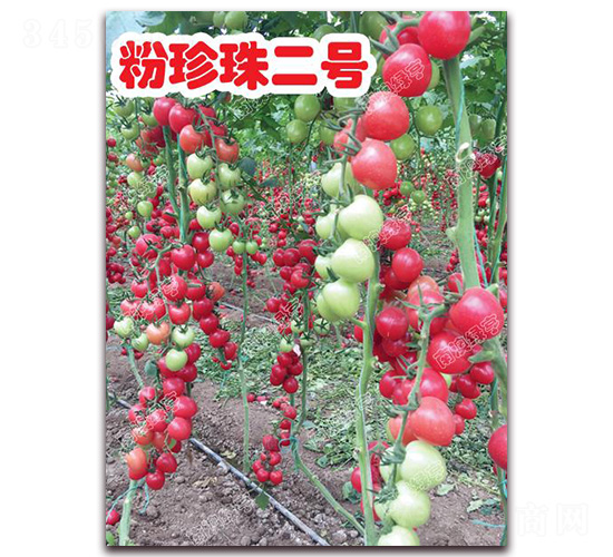 �������̖-���ҷ��ѷN��-�ϰľG��