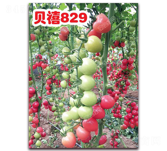 ؐ��829-���ҷ��ѷN��-�ϰľG��