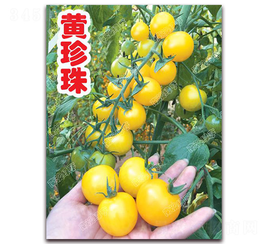 �S����-���ҷ��ѷN��-�ϰľG��