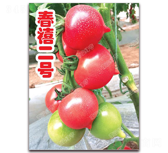 ������̖-���ҷ��ѷN��-�ϰľG��