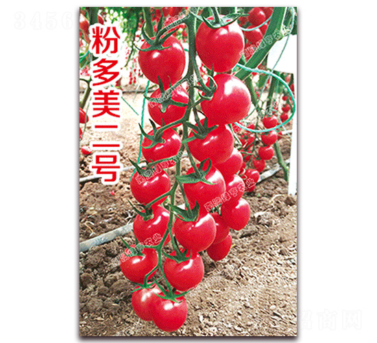 �۶�����̖-���ҷ��ѷN��-�ϰľG��