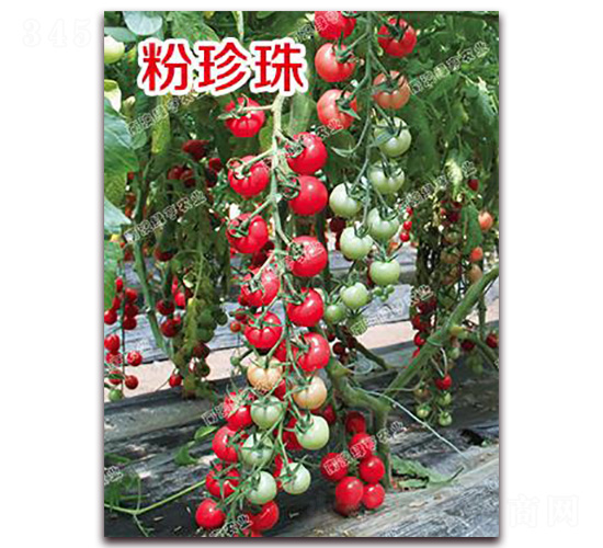 ������-���ҷ��ѷN��-�ϰľG��