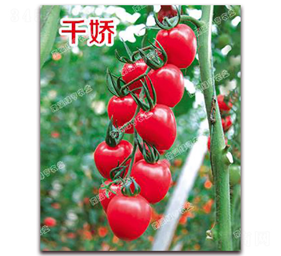 ǧ��-���ҷ��ѷN��-�ϰľG��