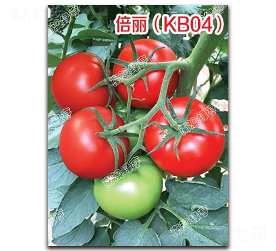 ������KB04��-��t���ѷN��-�ϰľG��