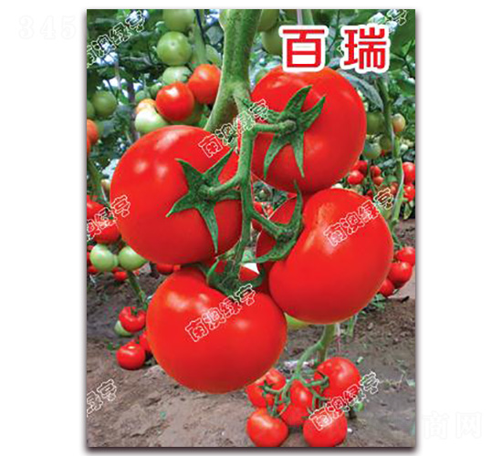 ����-��t���ѷN��-�ϰľG��