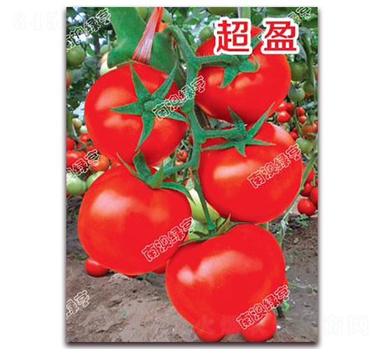 ��ӯ-��t���ѷN��-�ϰľG��