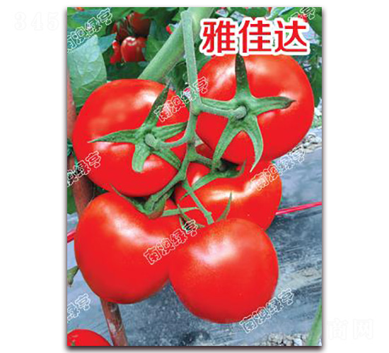 �ż��_(d��)-��t���ѷN��-�ϰľG��