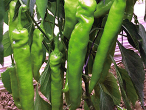 �G��ʹ�⽷-�����N��-ʥ���r�I(y��)