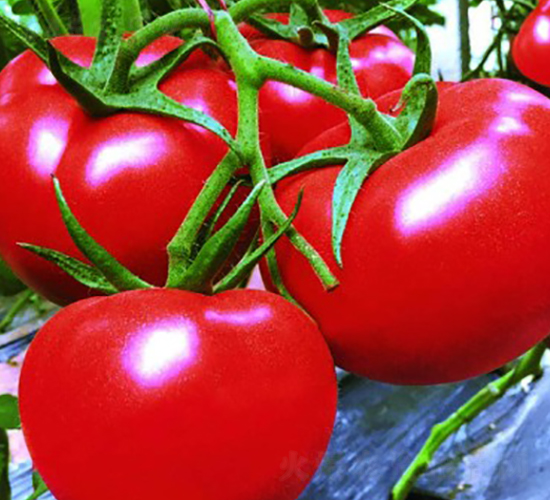 ����16-���t���N��-ʥ���r(n��ng)�I(y��)