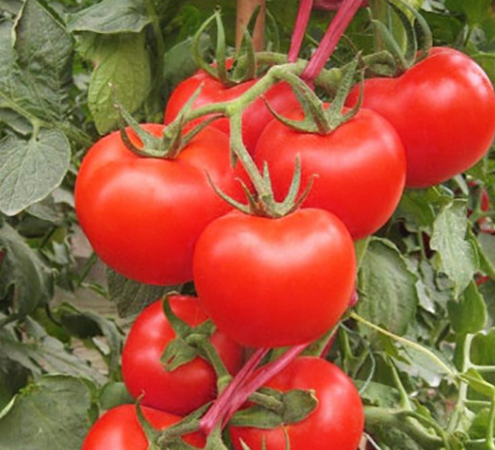 ����36-���t���N��-ʥ���r(n��ng)�I(y��)