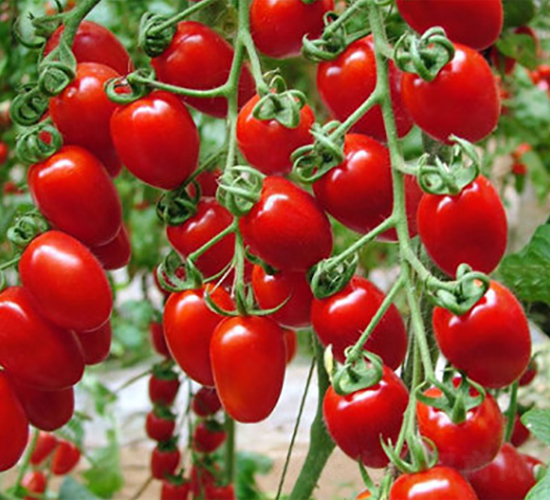 ʥ��-���t���N��-ʥ���r(n��ng)�I(y��)