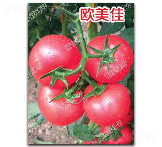 �W����-�۹����ѷN��-�ϰľG��