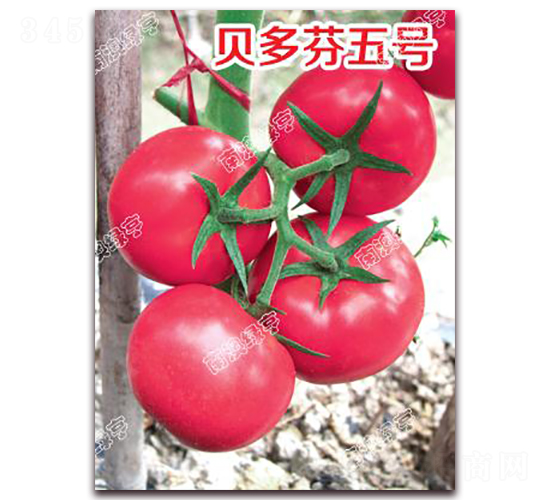 ؐ�����̖(h��o)-�۹����ѷN��-�ϰľG��