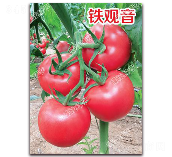 �F�^��-�۹����ѷN��-�ϰľG��