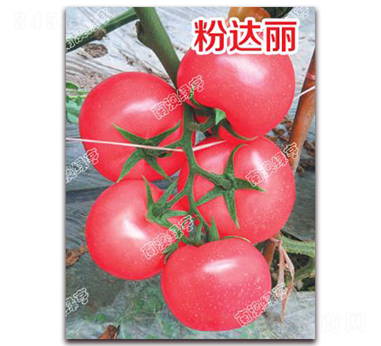 ���_(d��)��-�۹����ѷN��-�ϰľG��