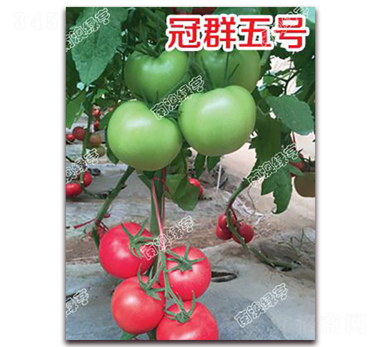 ��Ⱥ��̖-�۹����ѷN��-�ϰľG��