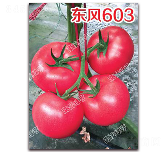 �|�L(f��ng)603-�۹����ѷN��-�ϰľG��