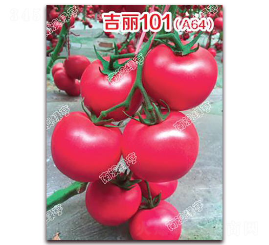 ����101��A64��-�۹����ѷN��-�ϰľG��