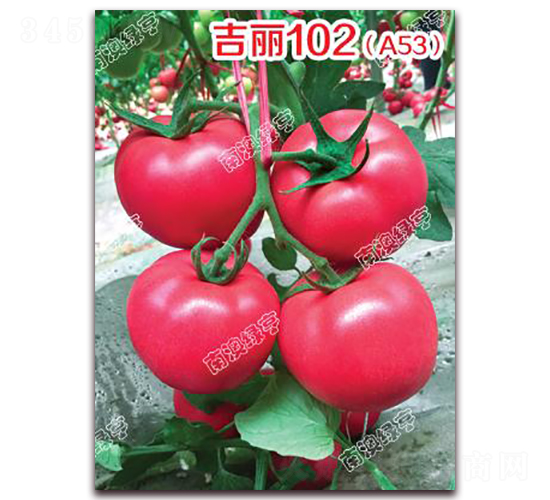 ����102��A53��-�۹����ѷN��-�ϰľG��