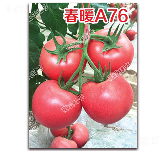 ��ůA76-�۹����ѷN��-�ϰľG��