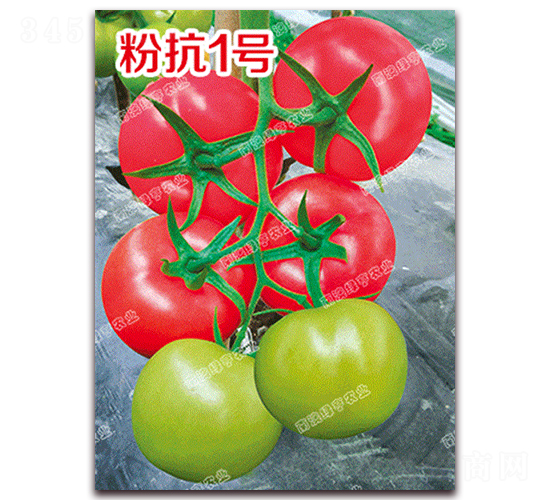 �ۿ�1̖-�۹����ѷN��-�ϰľG��