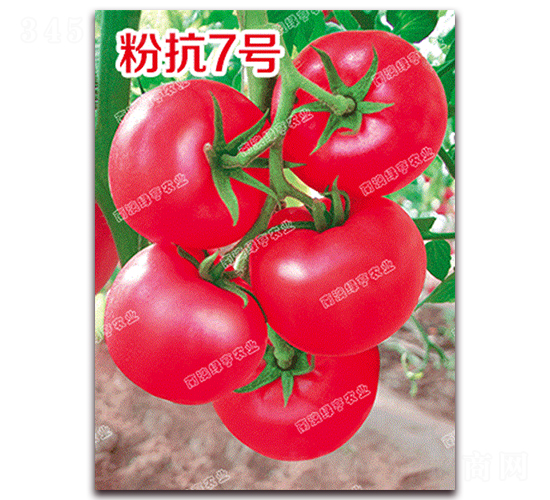 �ۿ�7̖(h��o)-�۹����ѷN��-�ϰľG��