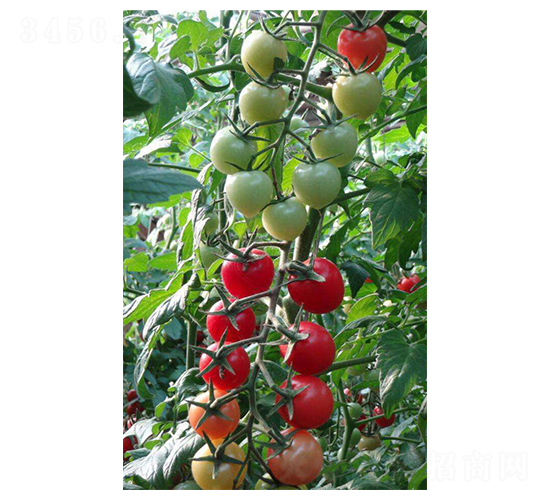 ؐؐ���t��-���ѷN��-�̝�(r��n)�N��