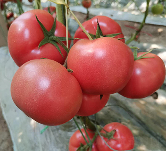 ������̖-���ѷN��-�̝��N��