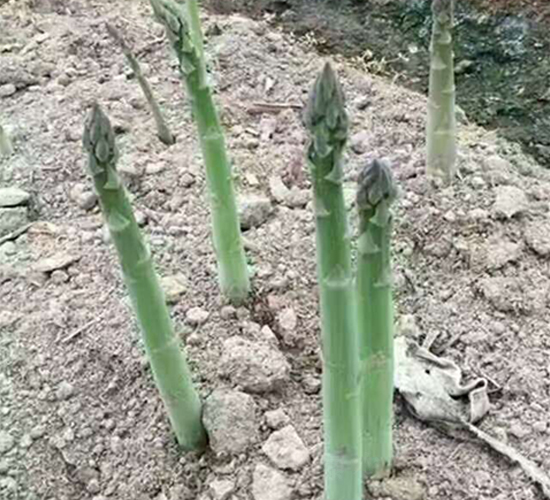 �G����F1-�J�S�N��-��T�S�r(n��ng)�I(y��)